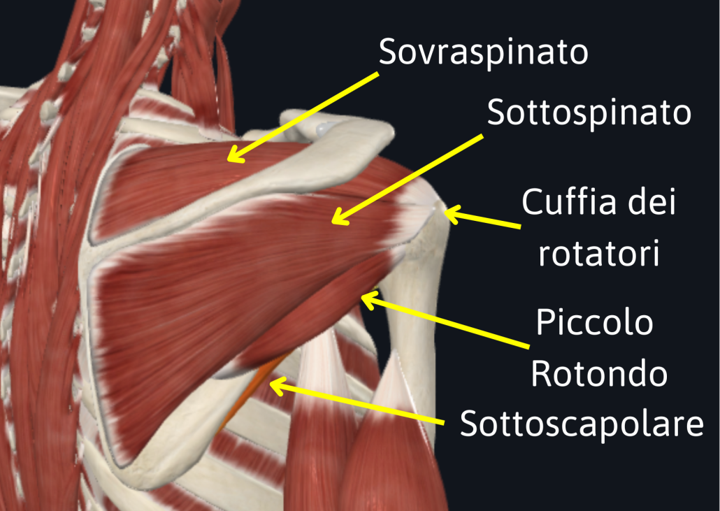 La Spalla Postural Coach